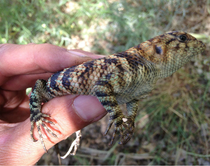 Granite Spiny Lizard